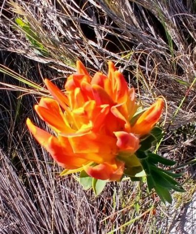 Liparia splendens subsp. comantha 